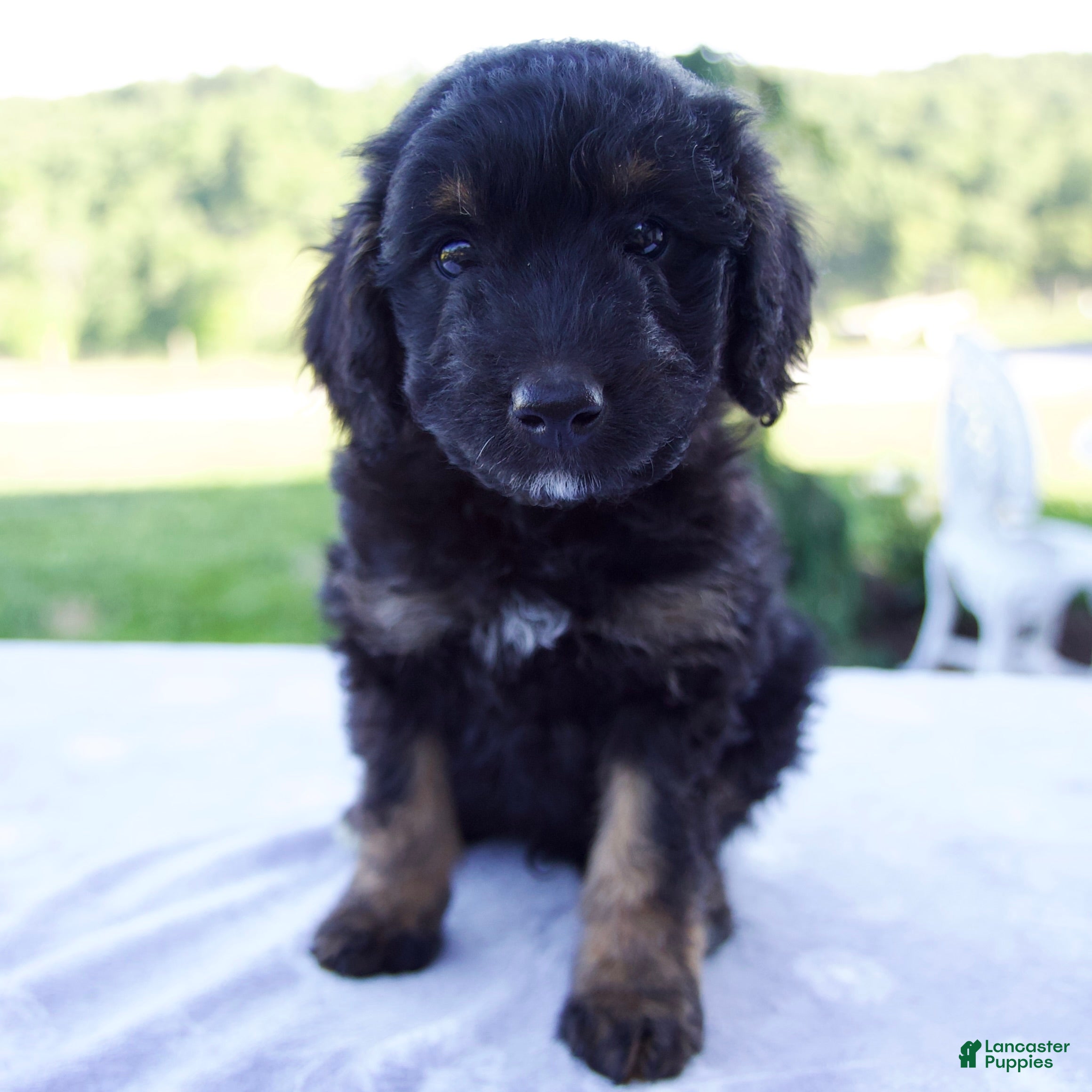 Mini Bernedoodle dogs Forest - Ad 1