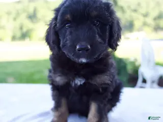 Mini Bernedoodle dogs for sale: Forest - Ad 2