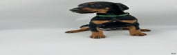 Doberman Pinscher dogs for sale: Green - Ad 3