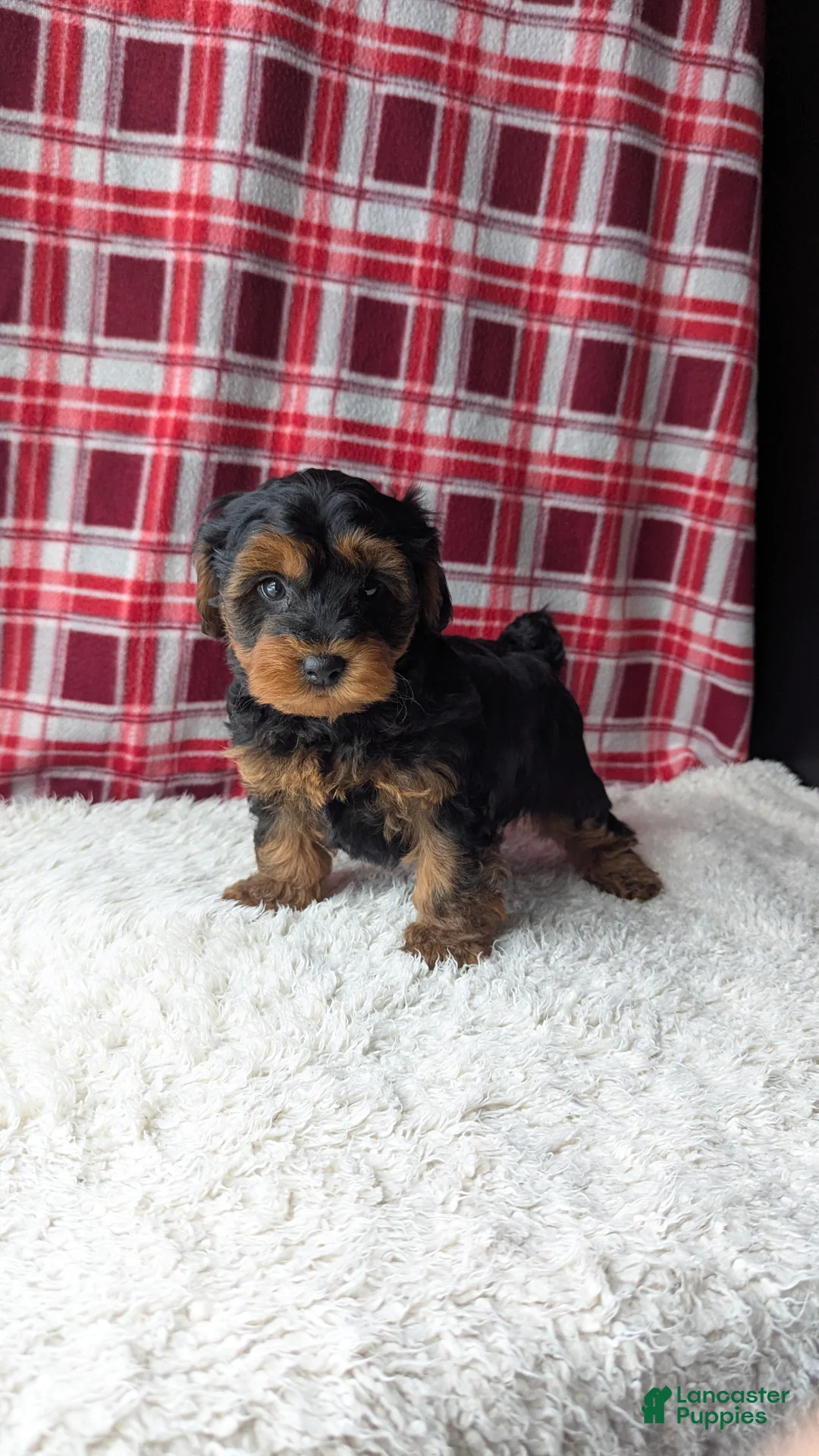 Yorkiepoo dogs for sale: Apollo - Ad 10