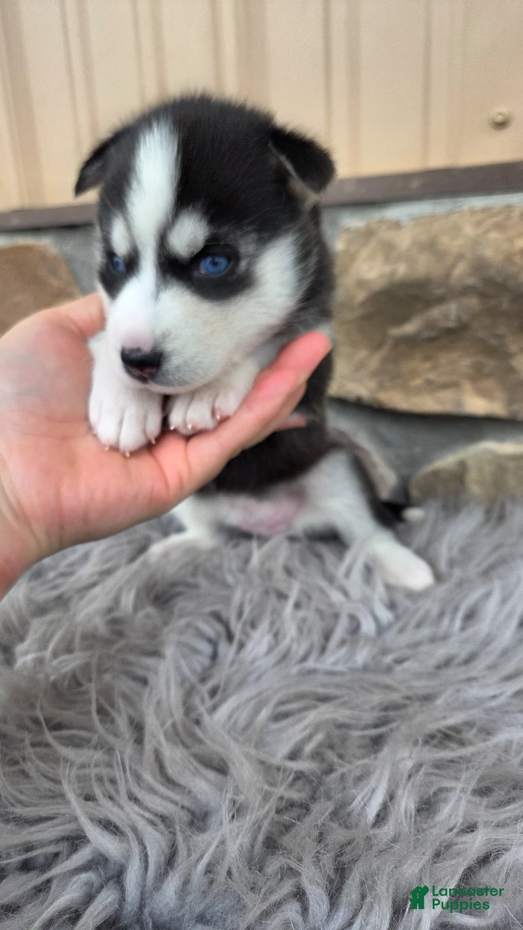 Siberian Husky dogs for sale: Ella - Ad 1