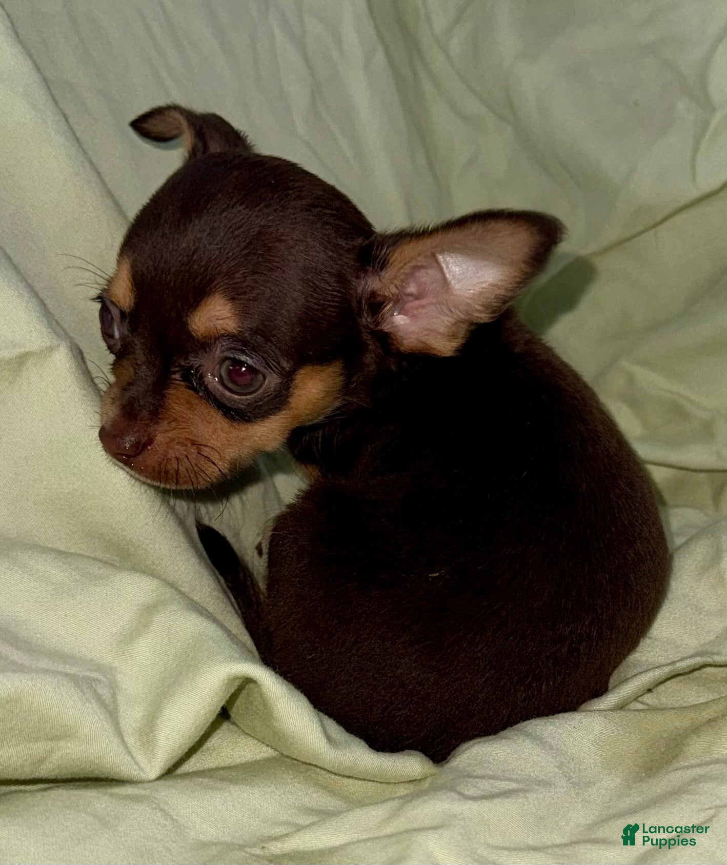 Chihuahua dogs Chocolate  - Ad 2