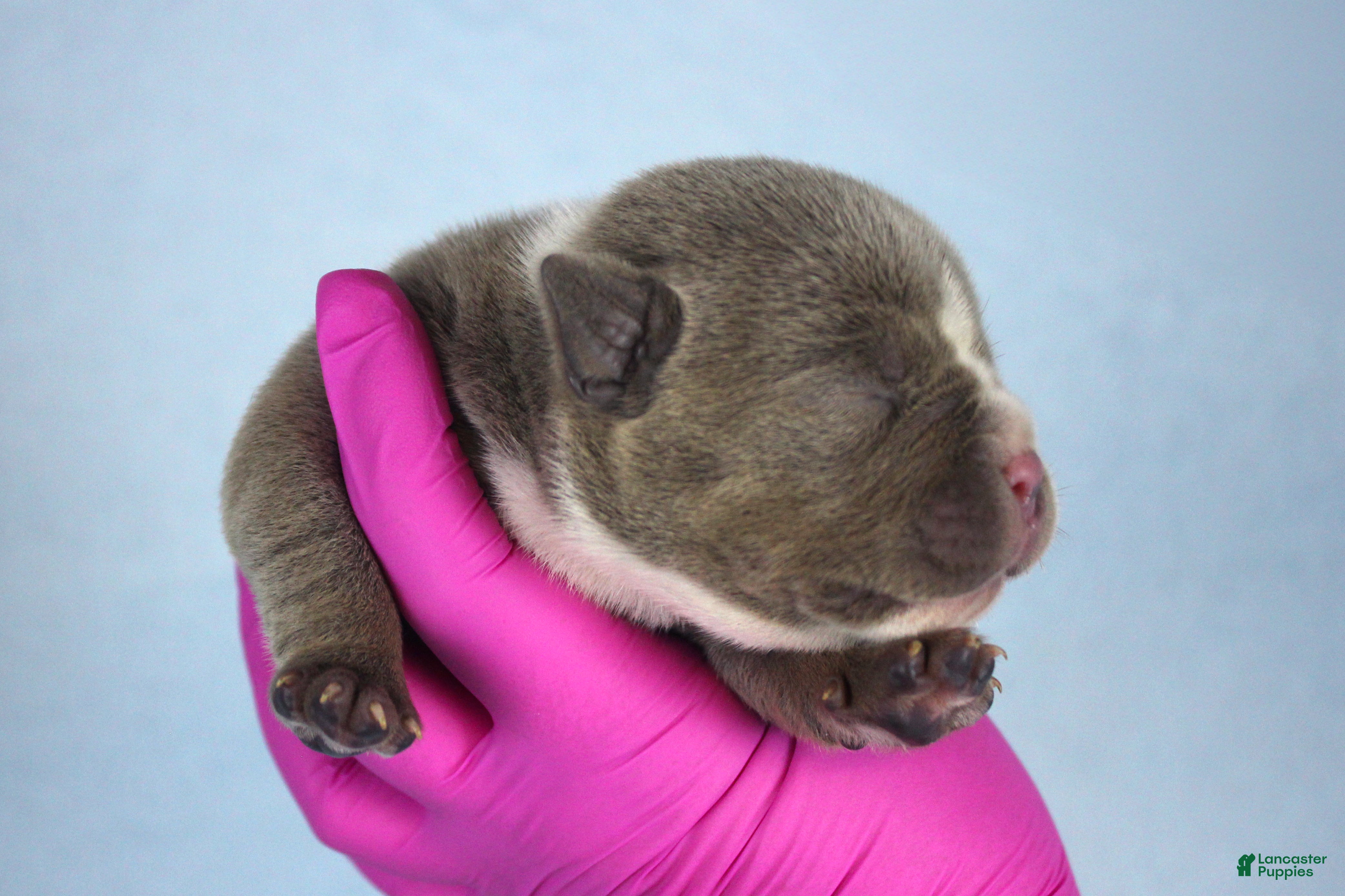 American Bully dogs Lilac Female - Ad 2
