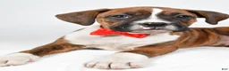Boxer dogs for sale: Rex Boxer mix - Ad 3