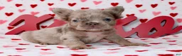 French Bulldog dogs for sale: French Bulldog Puppy 1 - Ad 1