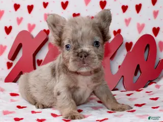 French Bulldog dogs French Bulldog Puppy 1 - Ad 28