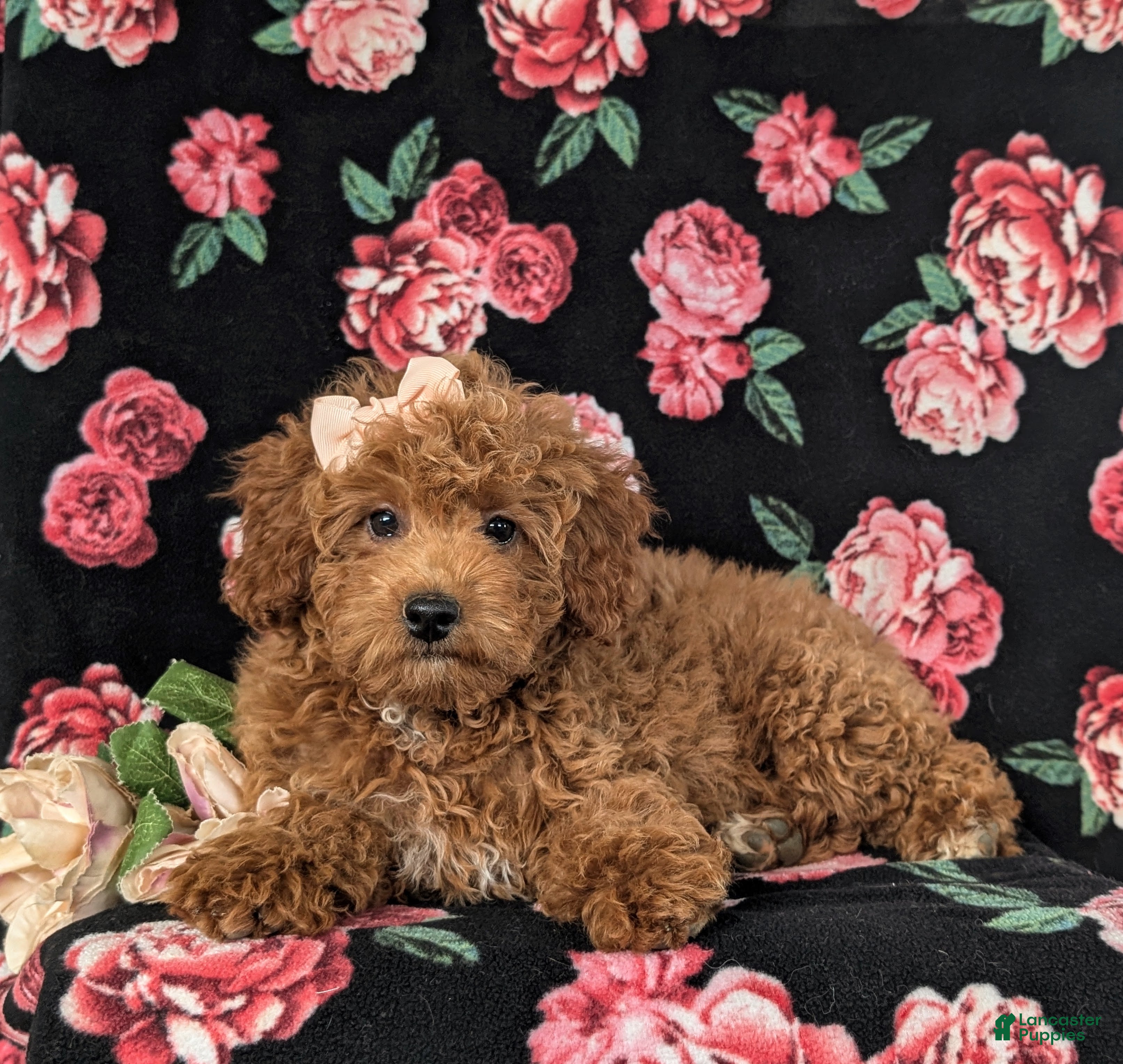 Cockapoo dogs Tania Hypoallergenic - Ad 2