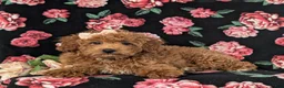 Cockapoo dogs for sale: Tania Hypoallergenic - Ad 5
