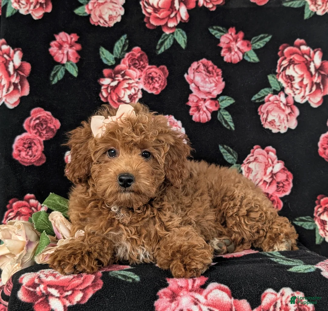 Cockapoo dogs for sale: Tania Hypoallergenic - Ad 5