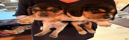Beagle dogs for sale: Bruiser - Ad 5