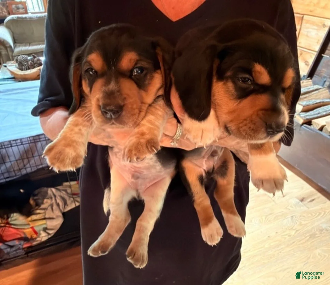 Beagle dogs for sale: Bruiser - Ad 5