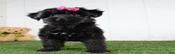 Yochon dogs for sale: Stella - Ad 4