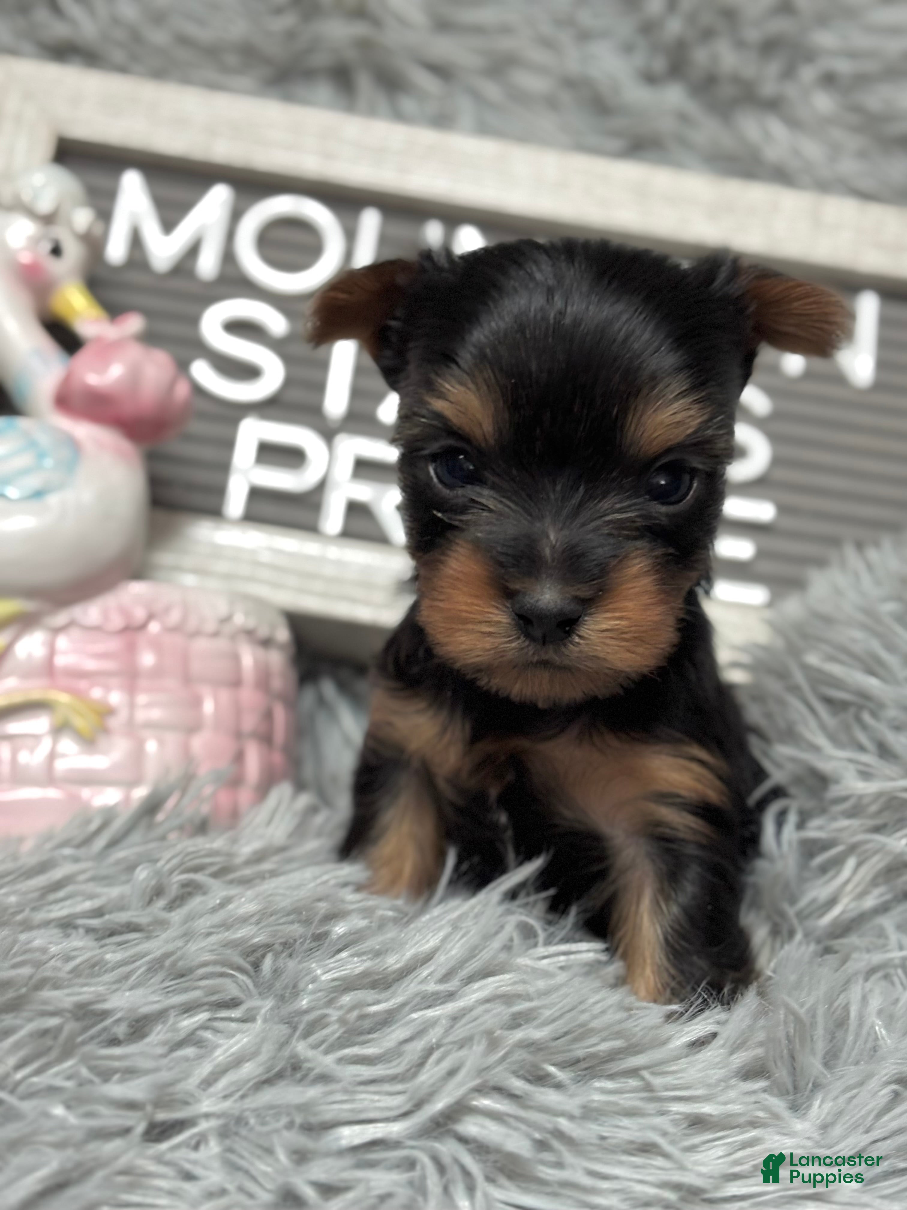Yorkshire Terrier dogs Yorkshire Terrier Puppy 1 - Ad 27