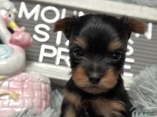 Yorkshire Terrier dogs Yorkshire Terrier Puppy 1 - Ad 27