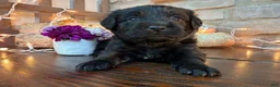 Labradoodle dogs for sale: Christina (Girl) - Ad 3