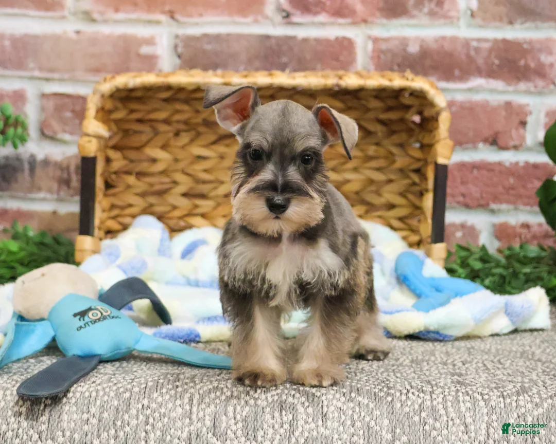 Miniature Schnauzer dogs for sale: Toby - Ad 1