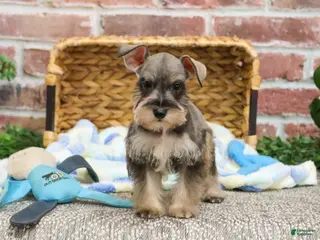 Miniature Schnauzer dogs Toby - Ad 31