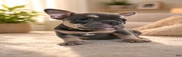 American Bully dogs for sale: Indica - Ad 2