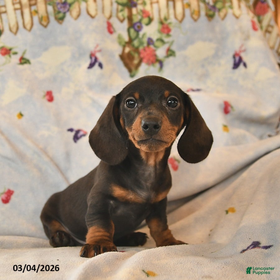 Dachshund dogs Bingo  - Ad 1