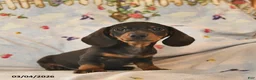Dachshund dogs for sale: Bingo  - Ad 1