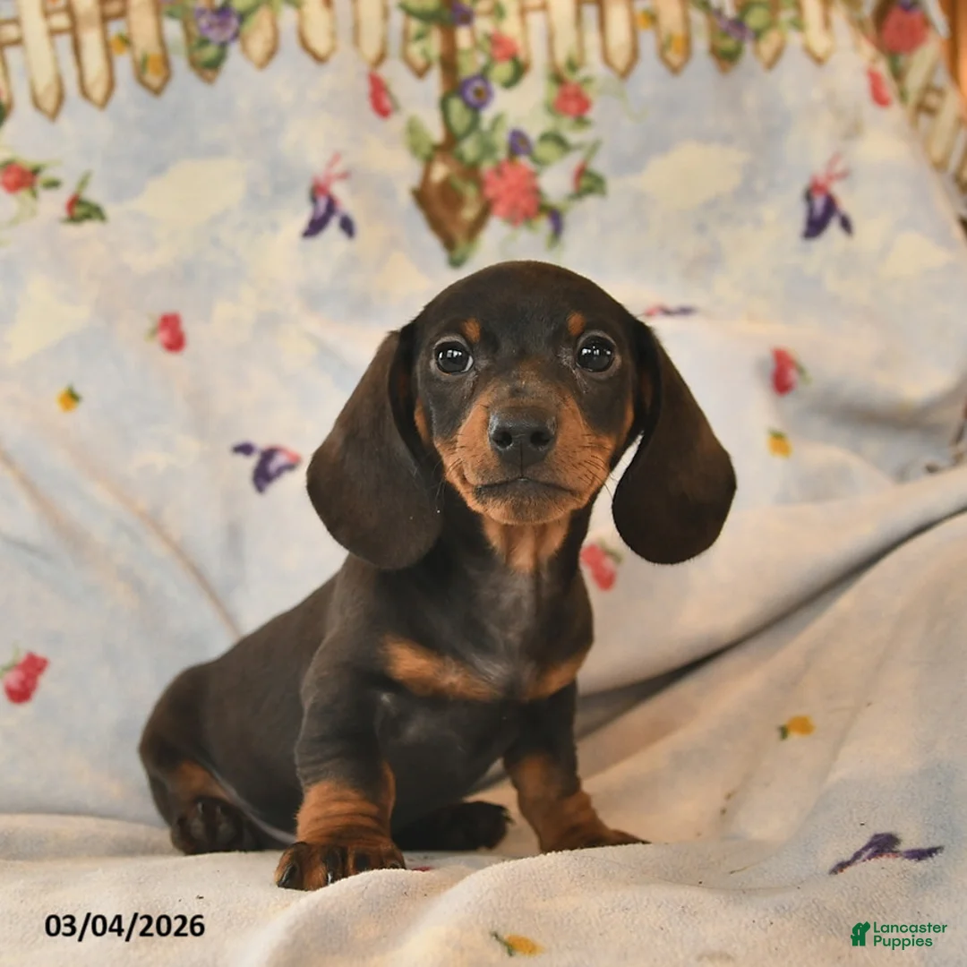 Dachshund dogs for sale: Bingo  - Ad 1