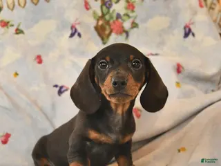 Dachshund dogs for sale: Bingo - Ad 2