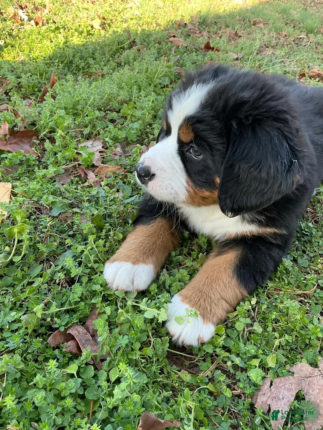 Bernese Mountain Dog dogs for sale: "Grinch"  Bernese Mountain Dog Puppy 1 - Ad 3