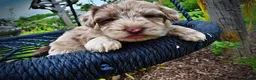 Havapoo dogs for sale: Star - Ad 3