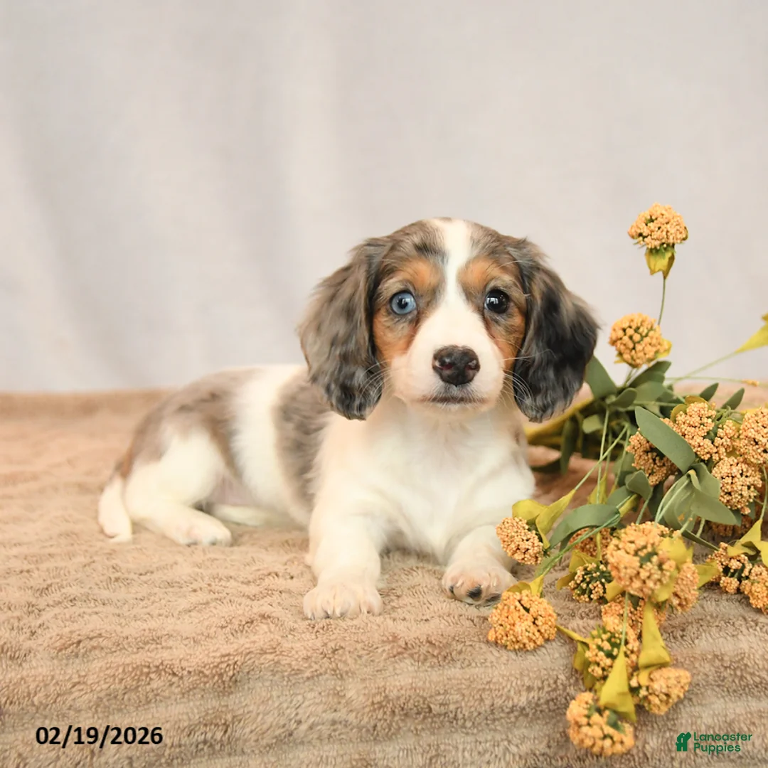 Miniature Dachshund dogs for sale: Beauty - Ad 5