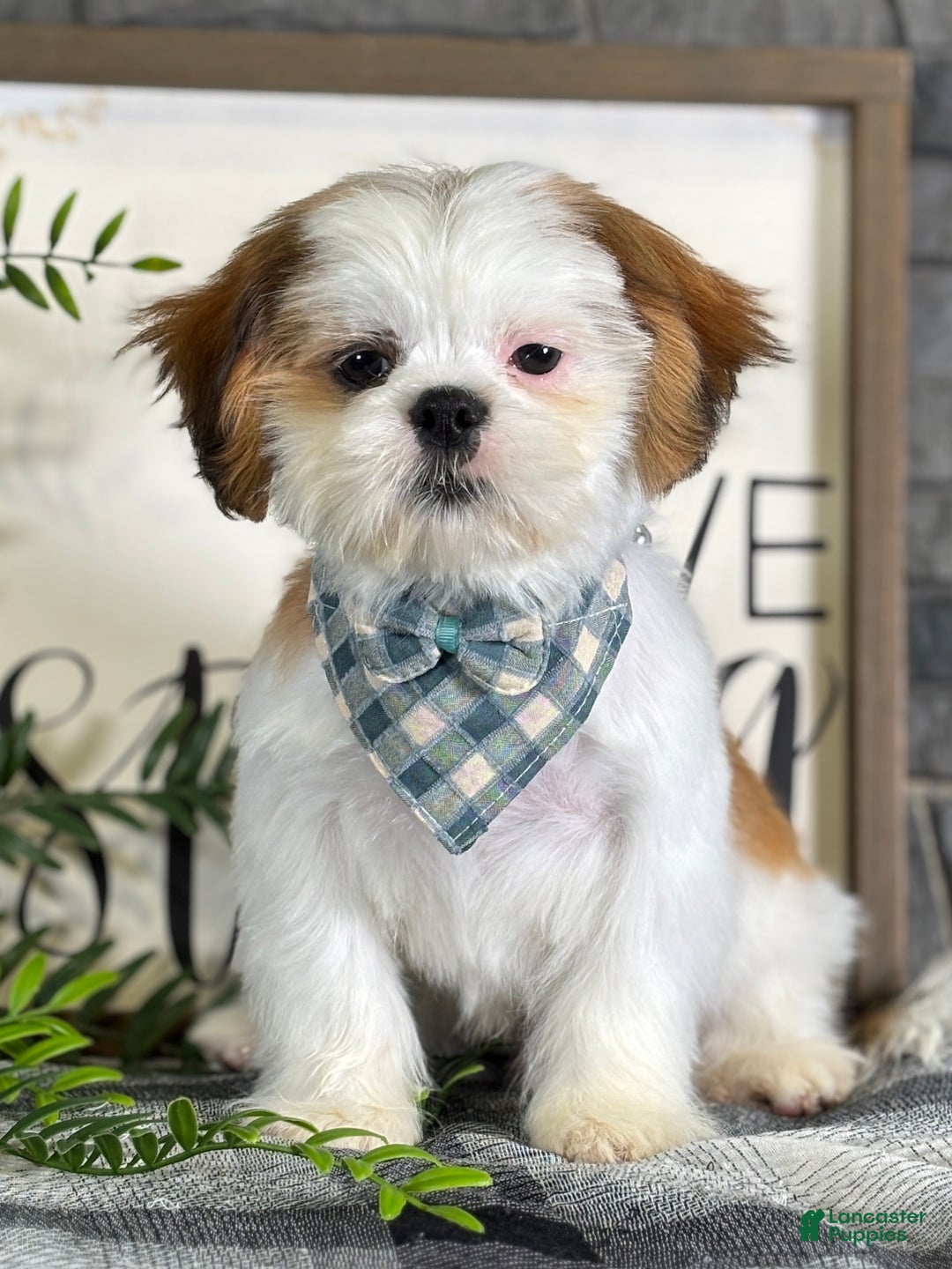 Shih Tzu dogs for sale: Bennet - Ad 4