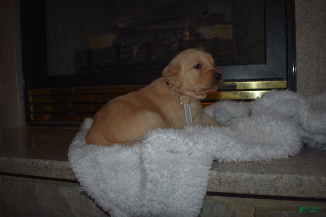 Golden Retriever dogs for sale: Macy - Ad 3