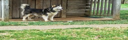 Pomsky dogs for sale: Buster - Ad 7
