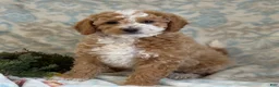 Mini Goldendoodle dogs for sale: Caram - Ad 9