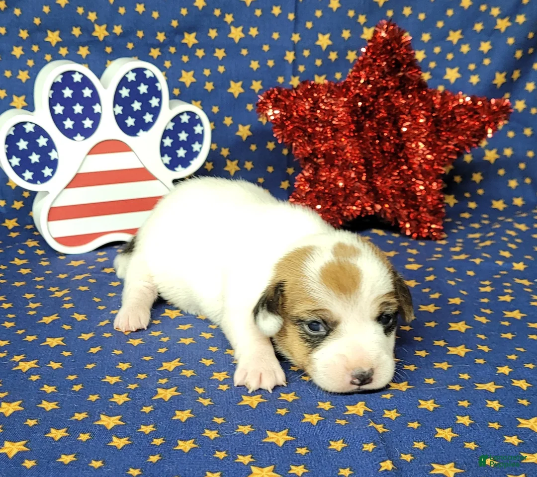 Jack Russell Terrier dogs for sale: CKC "Ripley" Delivery Available  - Ad 7