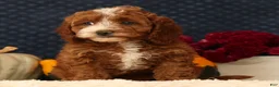 Cavapoo dogs for sale: Sierra - Ad 5