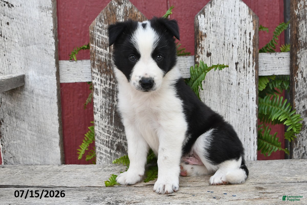 Border Collie dogs Dasher - Ad 2