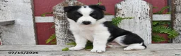Border Collie dogs for sale: Dasher - Ad 2