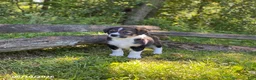 Mixed Breed dogs for sale: Barrett - Ad 3