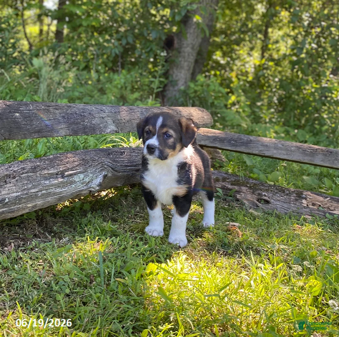 Mixed Breed dogs for sale: Barrett - Ad 3