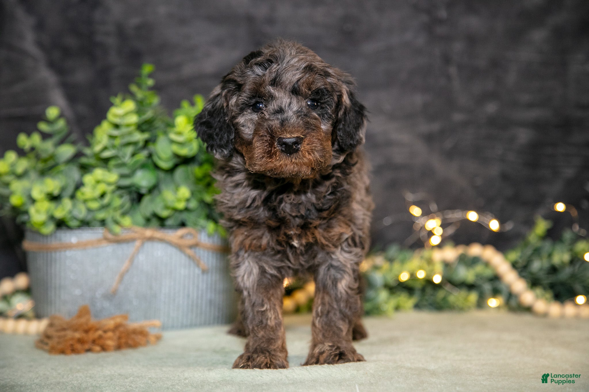 Miniature Poodle dogs Karter - Ad 1