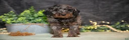 Miniature Poodle dogs for sale: Karter - Ad 1