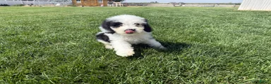 Gia