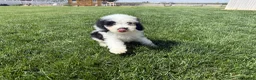 Sheepadoodle dogs for sale: Gia - Ad 1