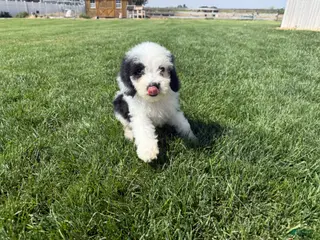 Sheepadoodle dogs Gia - Ad 32