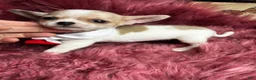 Chihuahua dogs for sale: Buttons AKA Mr. Sorrowful  - Ad 4