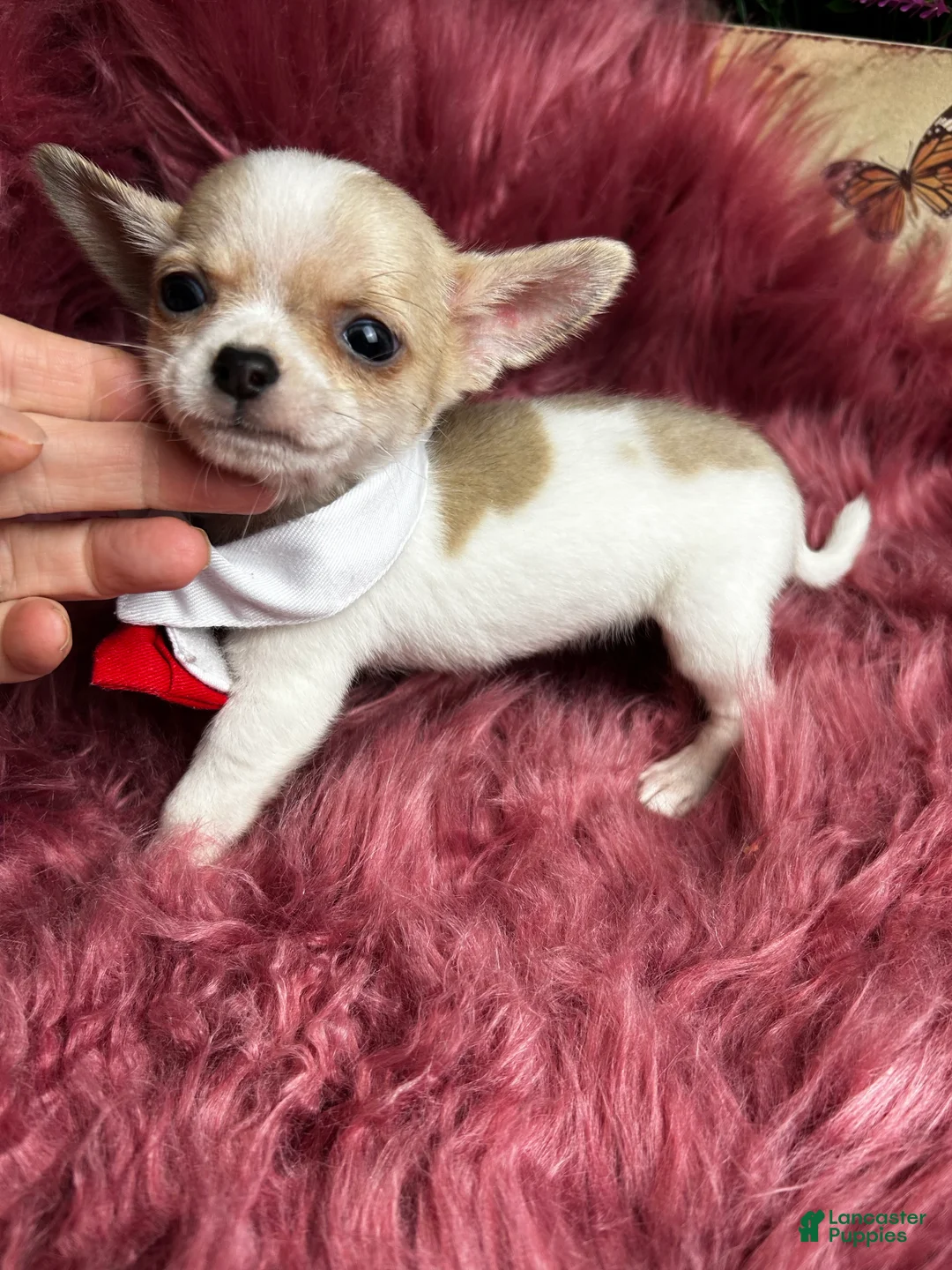 Chihuahua dogs for sale: Buttons AKA Mr. Sorrowful  - Ad 4