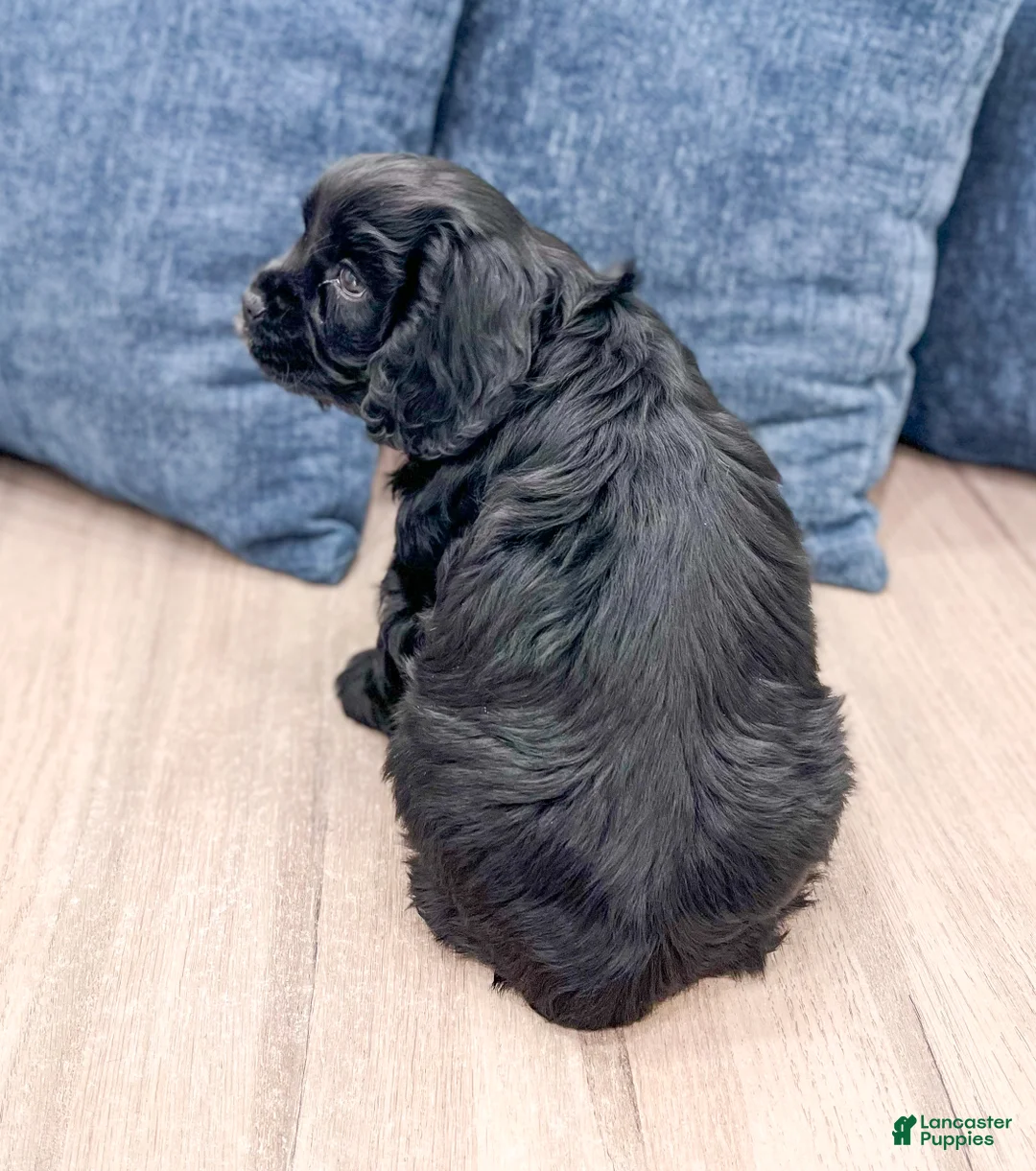 Cocker Spaniel dogs for sale: Mara - Ad 5