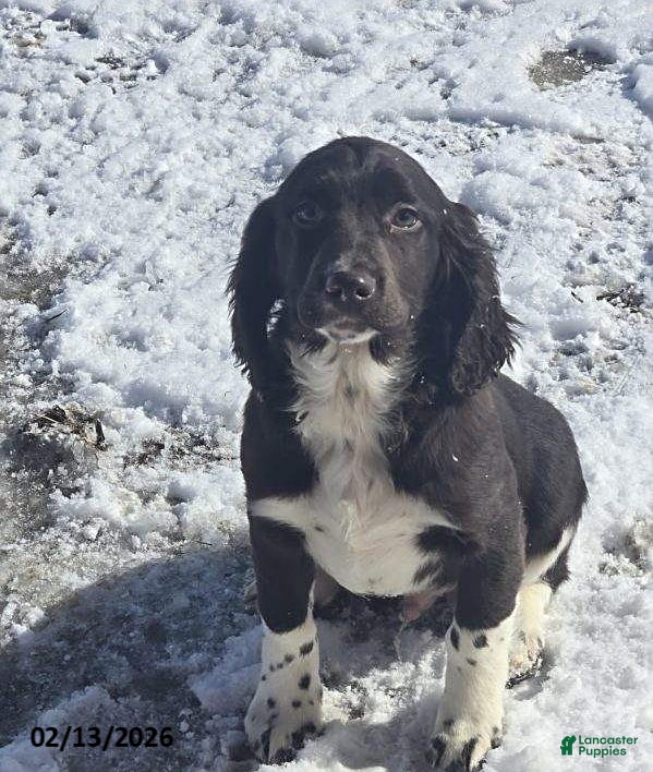 English Springer Spaniel dogs Pete - Ad 1