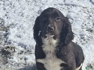 English Springer Spaniel dogs Pete - Ad 1
