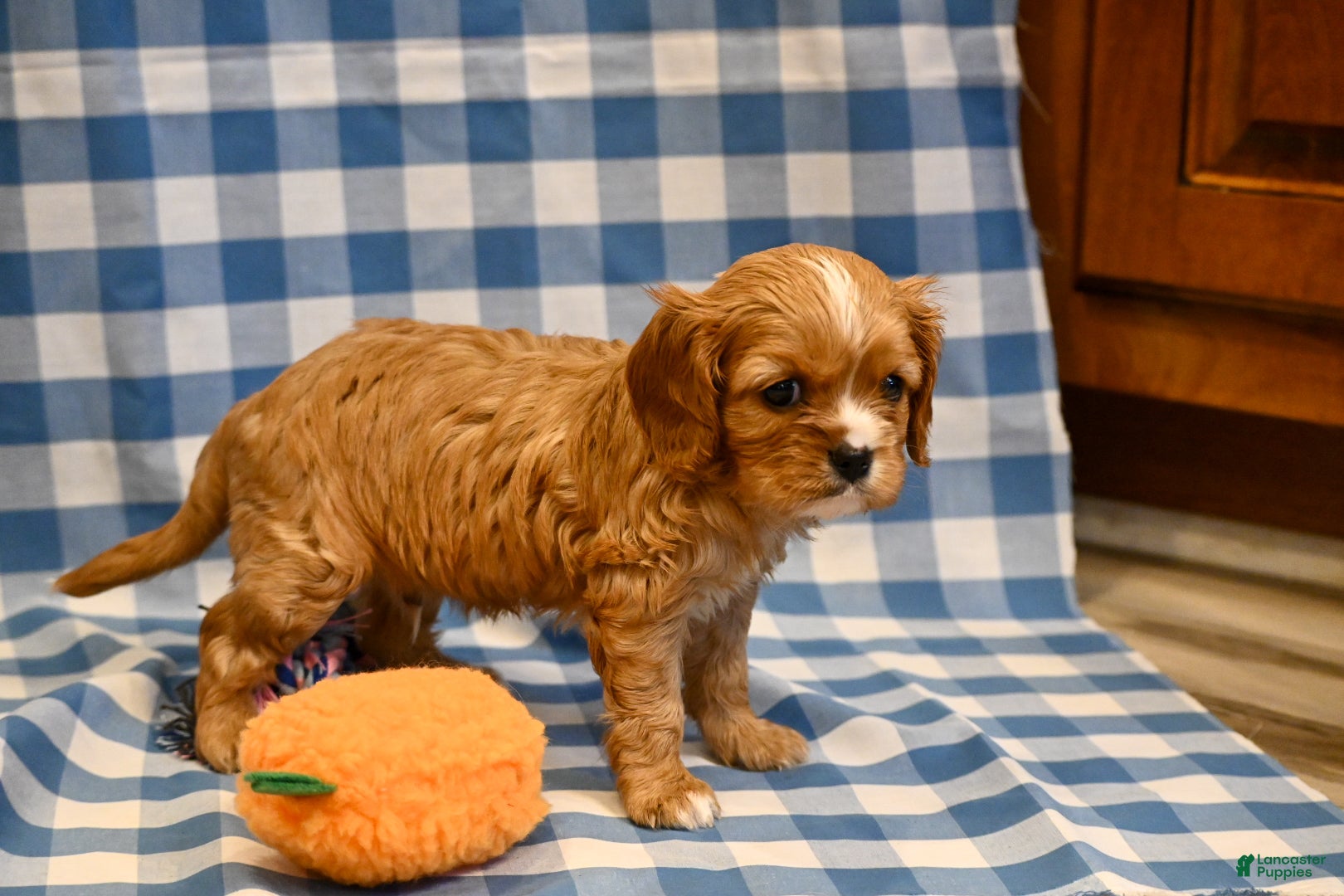 Cavalier King Charles Spaniel dogs Chad - Ad 2